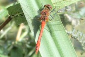Ruddy Darter